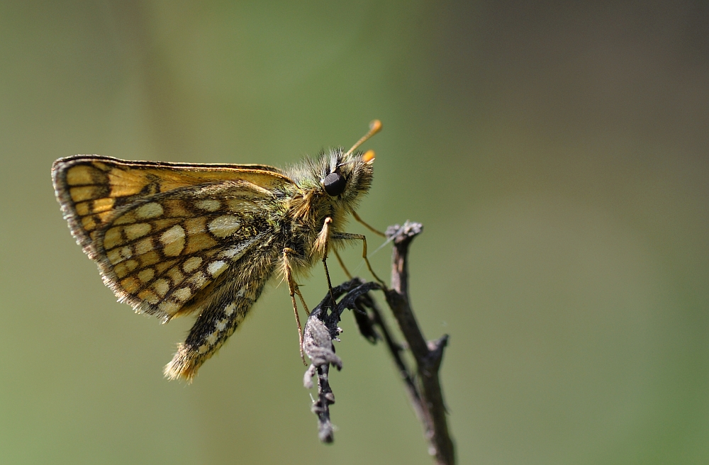 Kosternik palemon