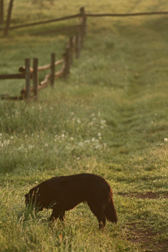 dog in the fog