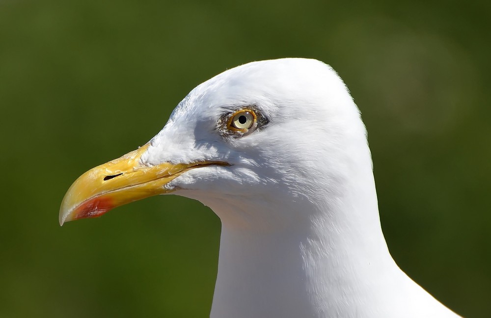 Seagull