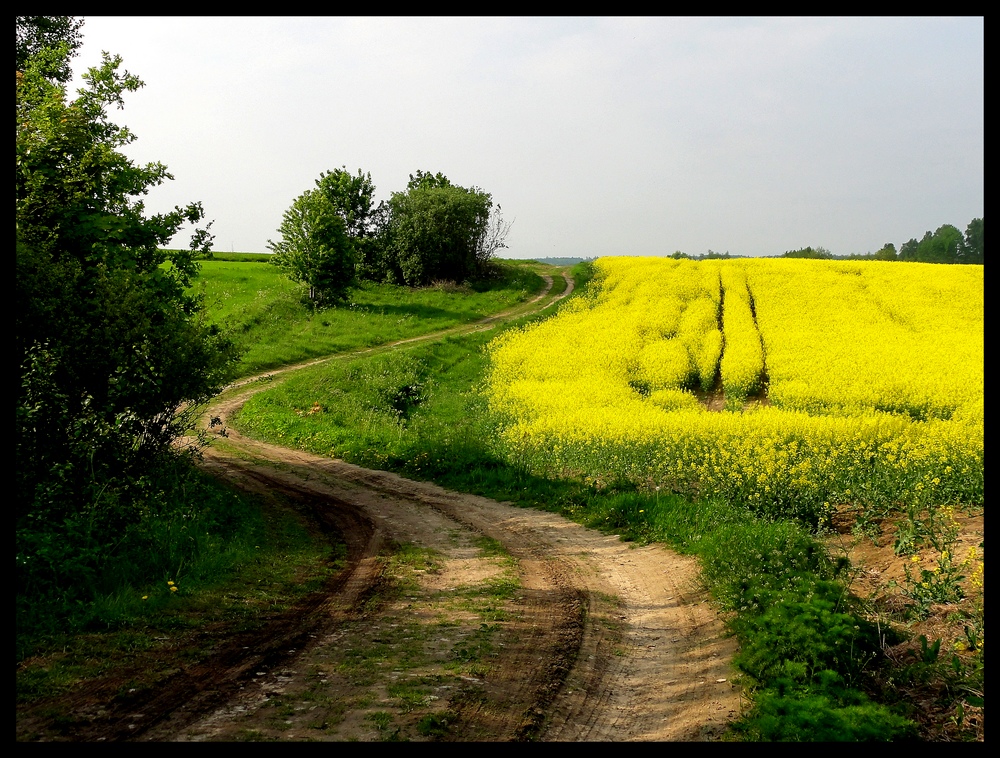 rzepakowa Warmia