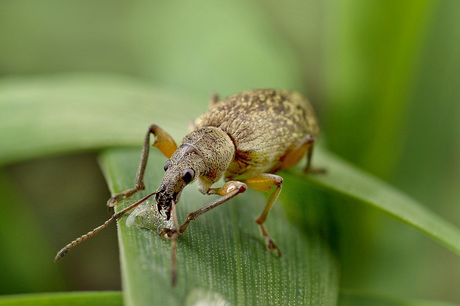 Naliściak truskawczak (Phyllobius calcaratus)