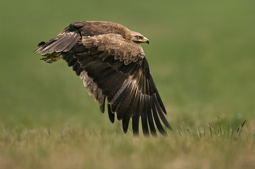 Orlik krzykliwy, Lesser spotted eagle (Aquila pomarina)