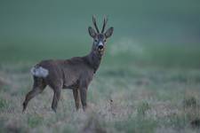 Sarna, Roe Deer (Capreolus capreolus)