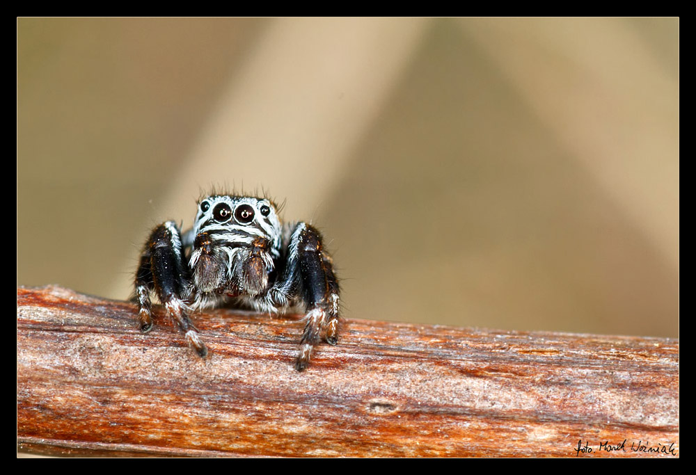 Skakun arlekinowy (Salticus scenicus)