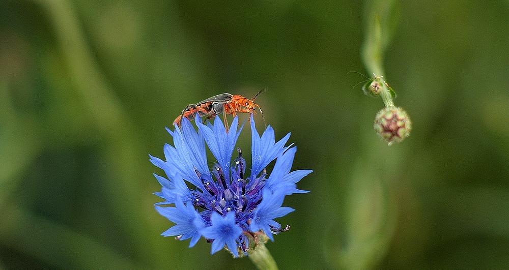 Omomiłek wiejski. ( Cantharis rustica )