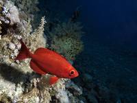 Latarnik / Common Bigeye