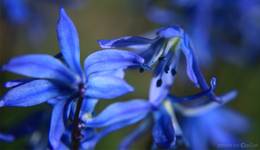 blue flower