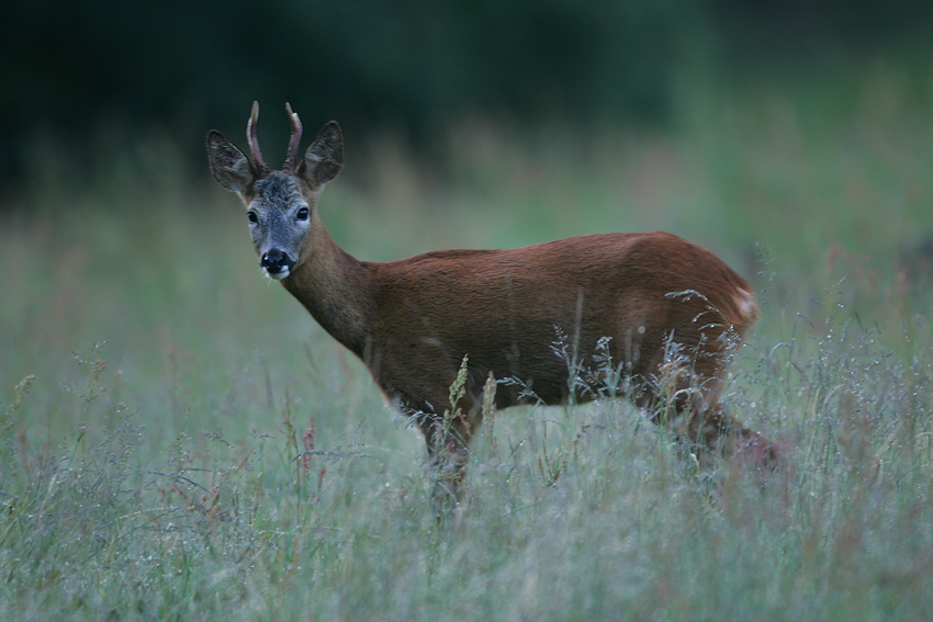 Sarna, Roe Deer (Capreolus capreolus)