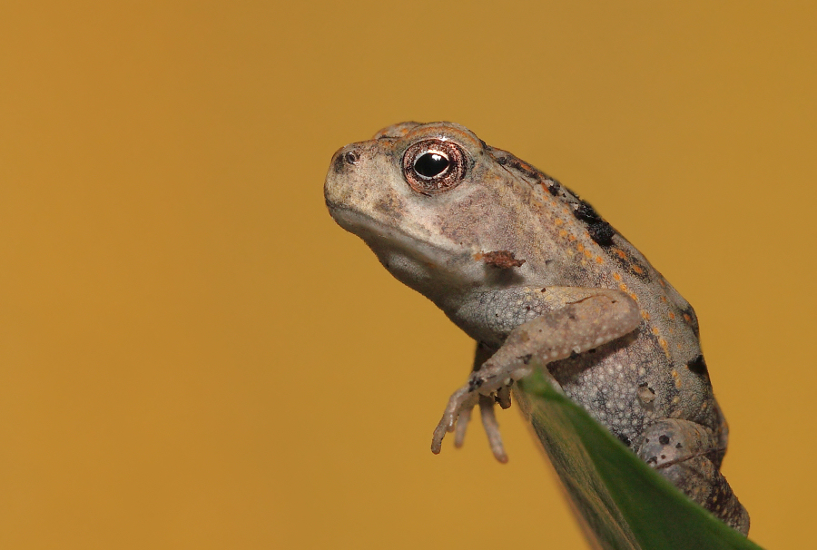 Rhinella marina Ropucha aga II