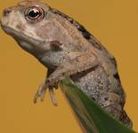 Rhinella marina Ropucha aga II