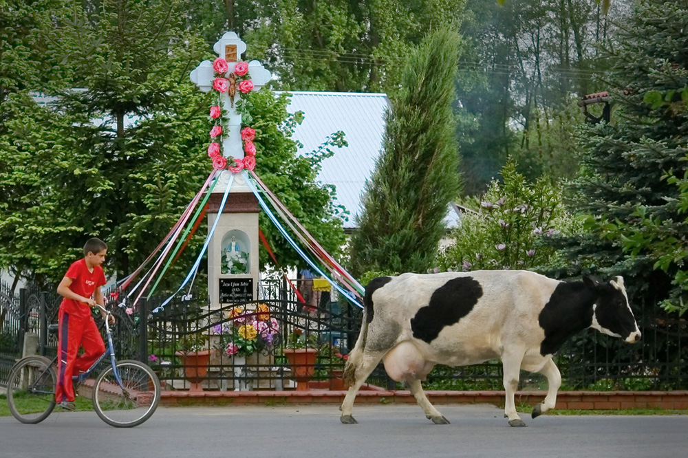 Żaba Kazimierz