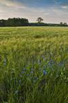 Poland - summer in the Silesia