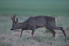 Sarna, Roe Deer (Capreolus capreolus)