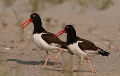 Oystercatchers