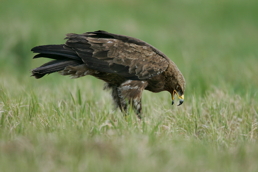 Orlik krzykliwy (Aquila pomarina)