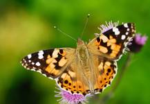 Vanessa cardui L. 1758