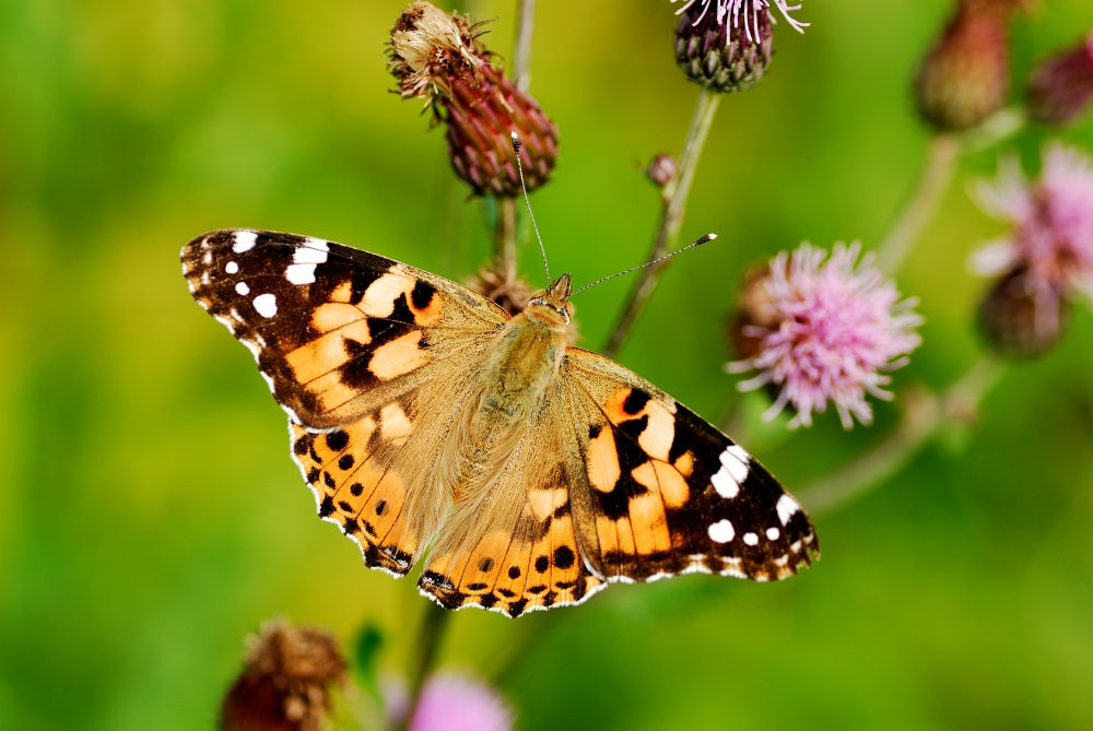 Vanessa cardui L. 1758