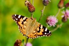 Vanessa cardui L. 1758