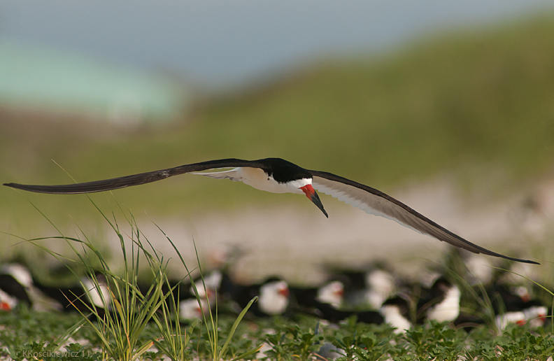 Black Skimmer