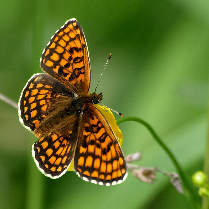 Motyl 2.