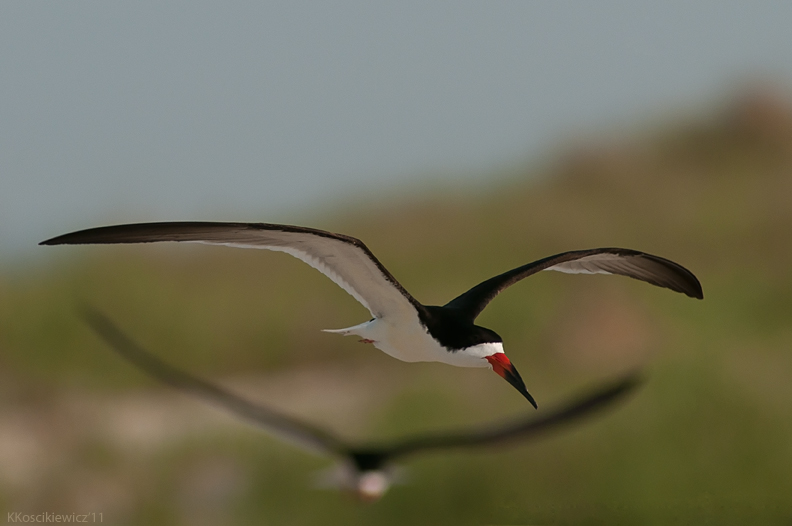 Black Skimmer