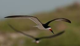 Black Skimmer