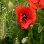 Poppies by Witoldhippie