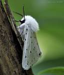 Szewnica miętówka (Spilosoma lubricipeda)