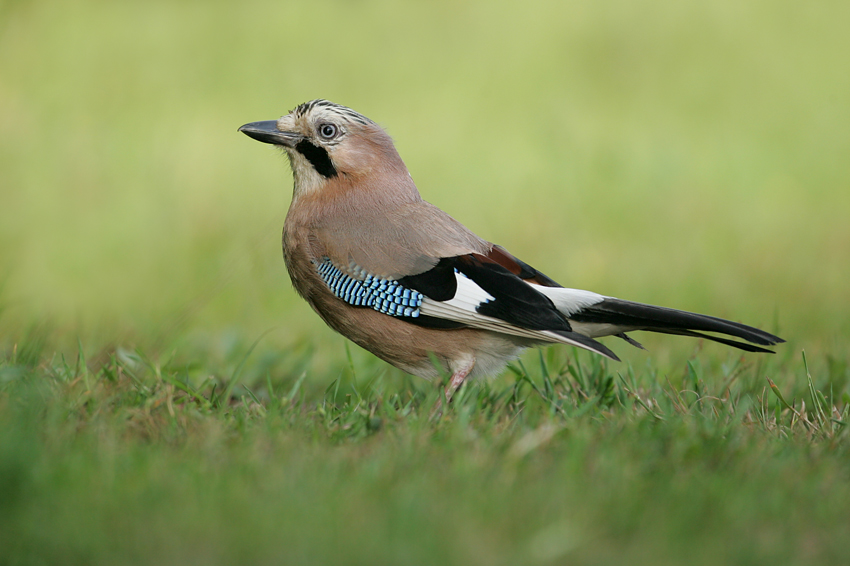 Sójka (Garrulus glandarius&#8203;)