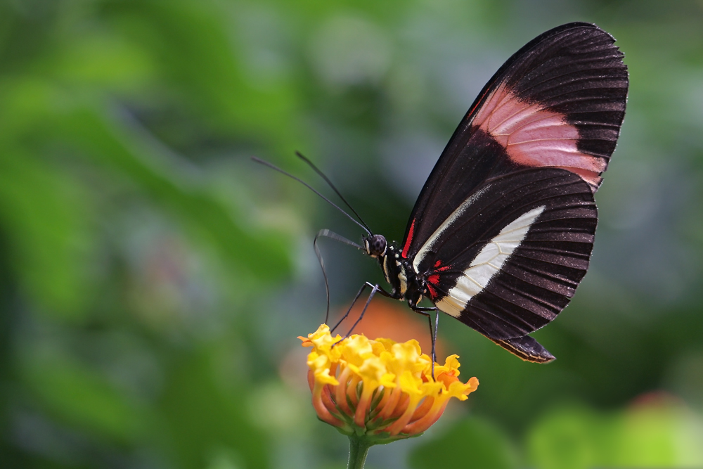 Heliconius erato