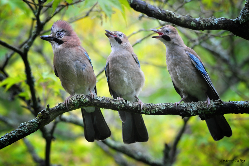 Trio......