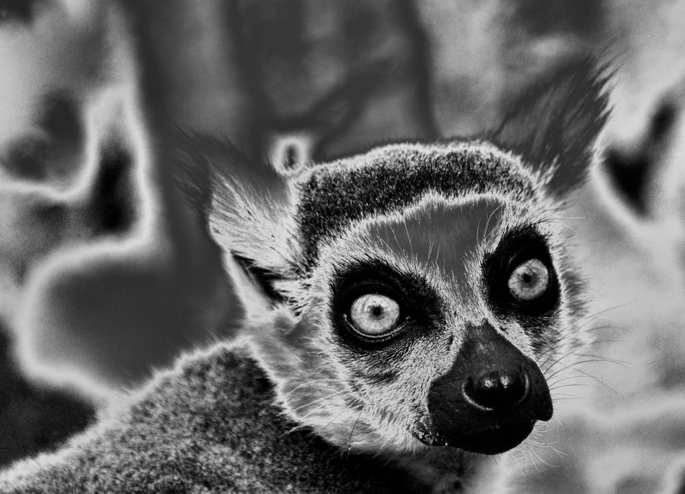 Portret lemura.