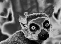 Portret lemura.