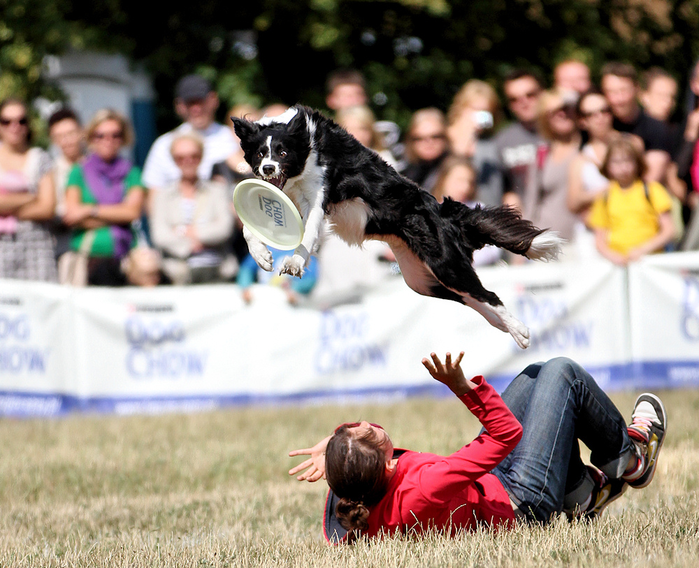 Dog Chow Disc Cup w roku 2011