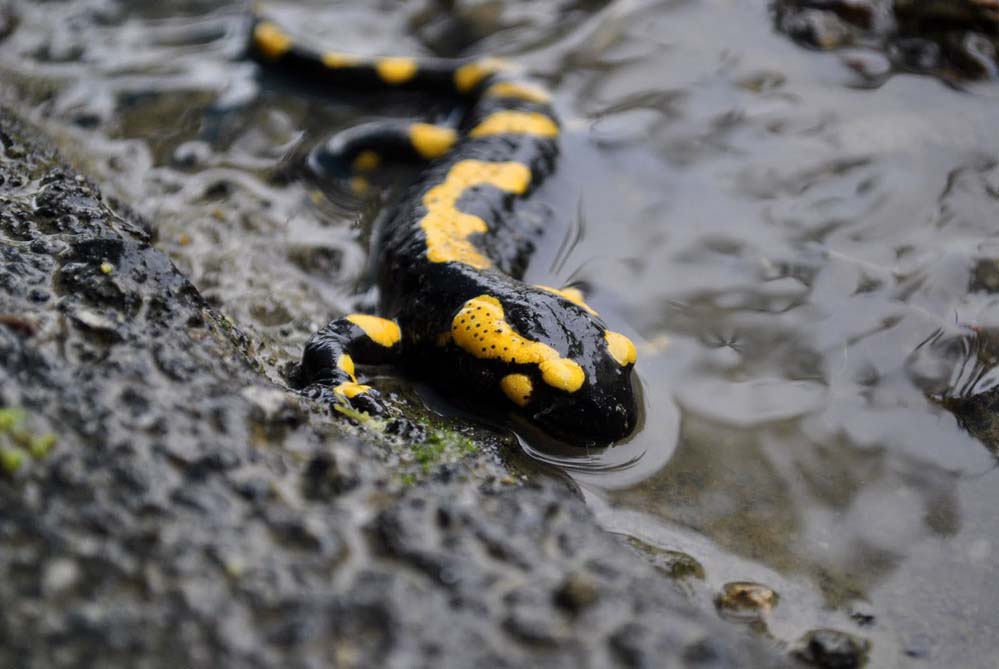 Salamandra plamista