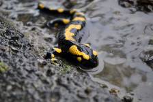 Salamandra plamista