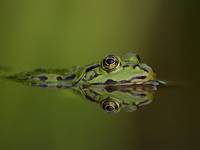 Living in a green water world