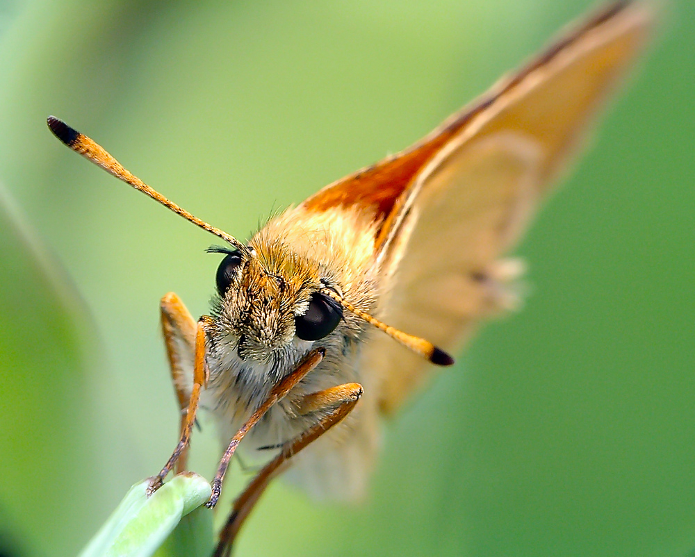 motyl