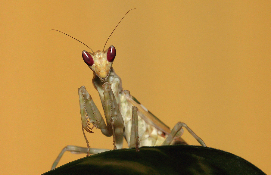 MODLISZKA OCZKOWA [Creobroter elongata] I