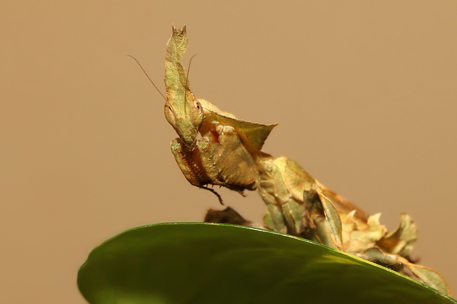 Phyllocrania paradoxa (modliszka liściogłowa)