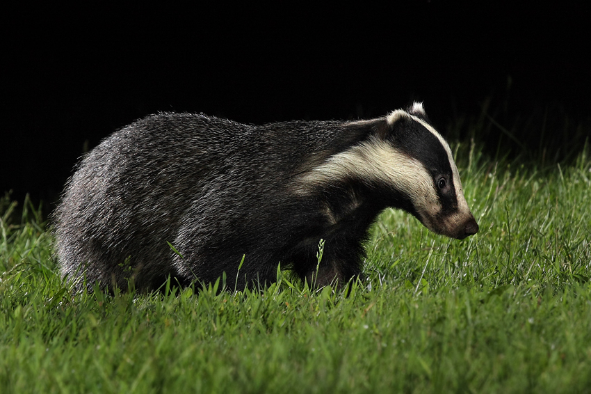 Borsuk, Jaźwiec, Badger ( Meles meles)