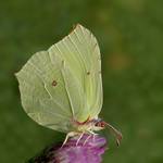 cytrynek listkowiec II