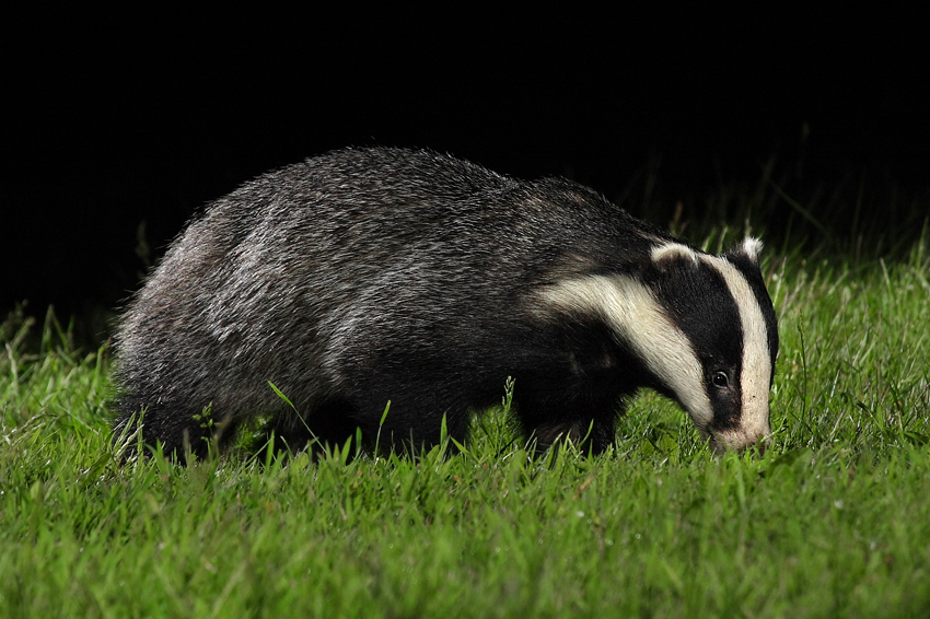 Borsuk, Jaźwiec, Badger ( Meles meles)