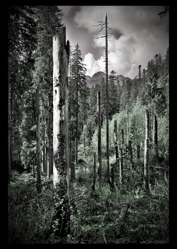 \"W drodze nad Morskie Oko\"