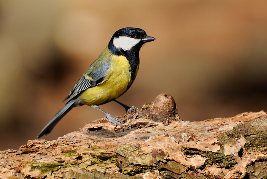 Sikorka bogatka - parus major