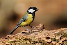 Sikorka bogatka - parus major