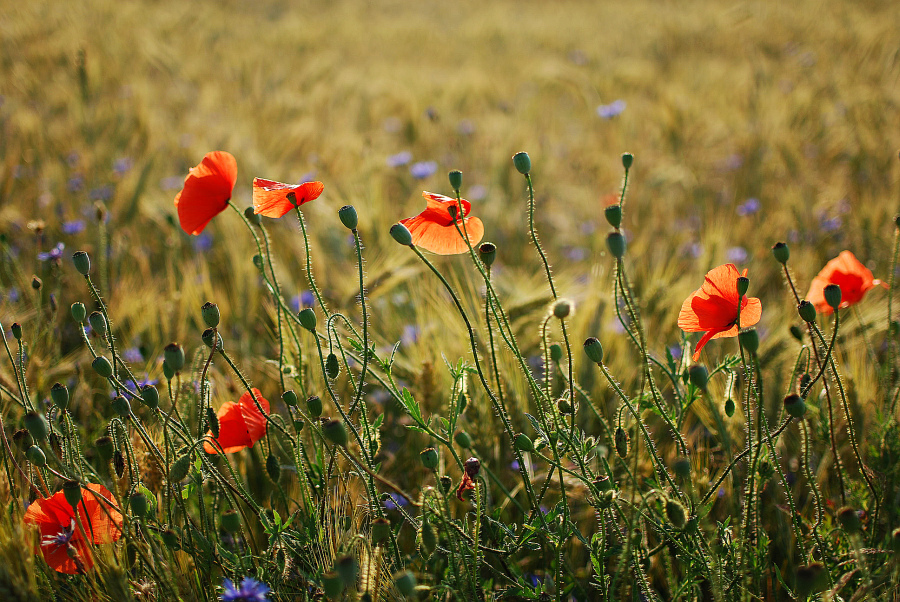 Le coquelicot...