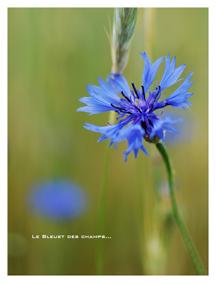 Le bleuet des champs...