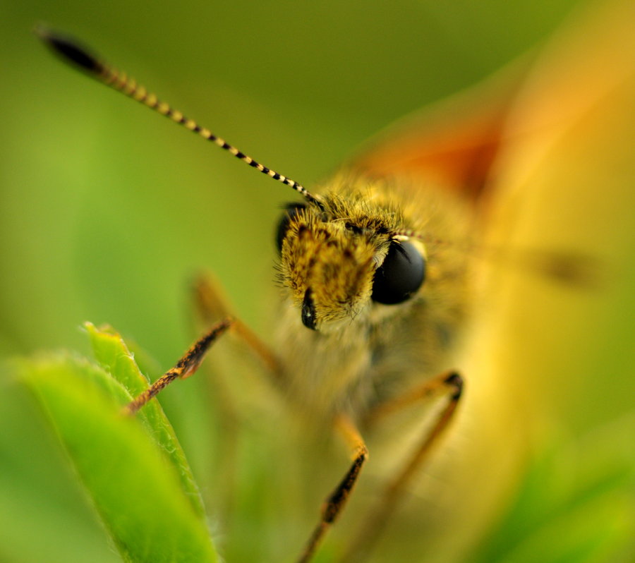 Portret Motyla