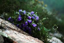 Dzwonek alpejski . Campanula alpina